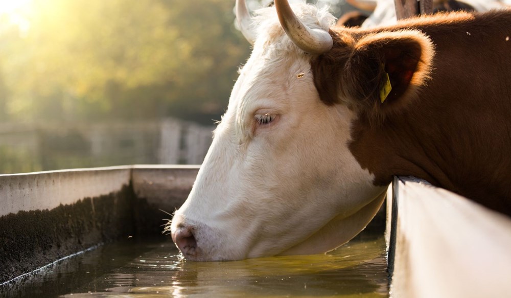 Beef cow drinking water from trough